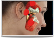 Dor orofacial Dor orofacial